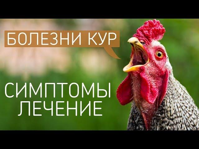 САМЫЕ ЧАСТЫЕ БОЛЕЗНИ У КУР: симптомы и лечение куриных заболеваний! (Ветеринар Павел Шкурманов)