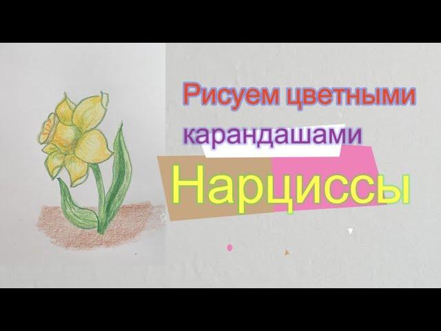 Нарцисс. Как нарисовать цветными карандашами