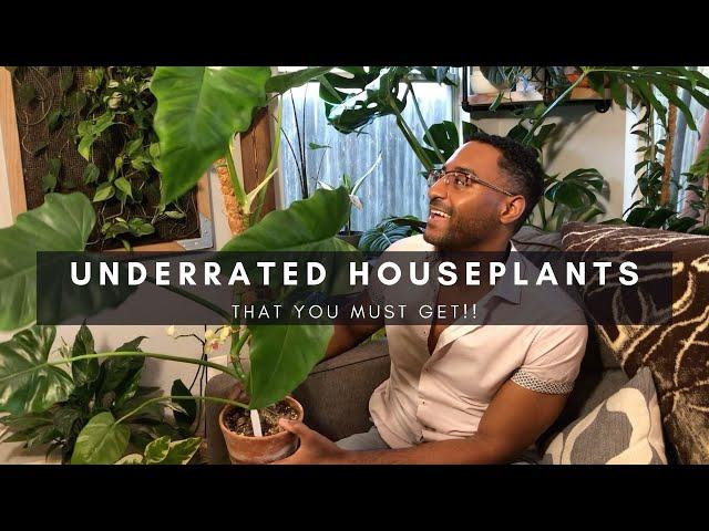 3 Underrated Must Have But Still Affordable Houseplants | Plants of Instagram | Ep 102