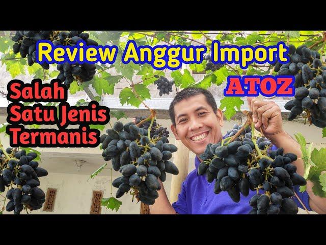 Salah Satu Varian Termanis!! Review Panen dan Rasa Anggur Import Atoz yang Menggoda