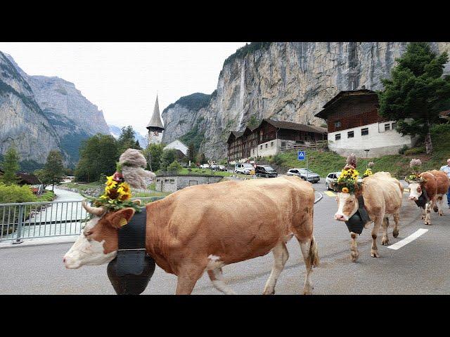 Wengen Switzerland Alpine Cow Parade (Alpabzug) 2023 | Lauterbrunnen