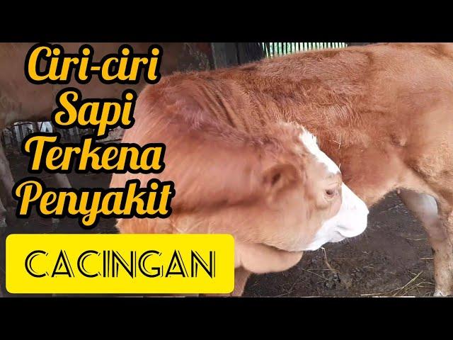 Ciri-ciri sapi cacingan