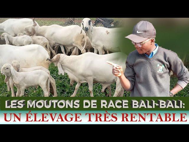 @LA RENTABILITÉ D'ÉLEVAGE DES MOUTONS BALI-BALI