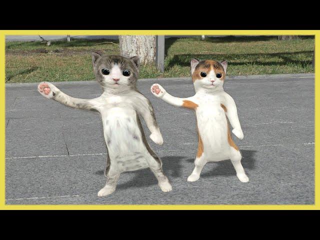 Dancing cats