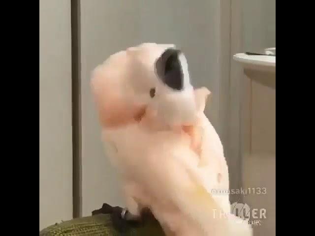 You spin me right round [Dancing Bird meme]