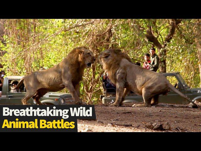 Top 17 INCREDIBLE Wild Animal Fights Caught On Cam (Animal Battles)