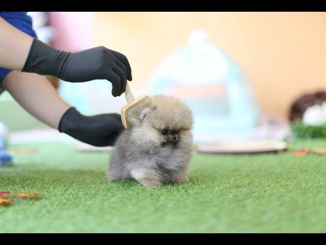 Tiniest and Cutest Teacup Pomeranian Puppy!