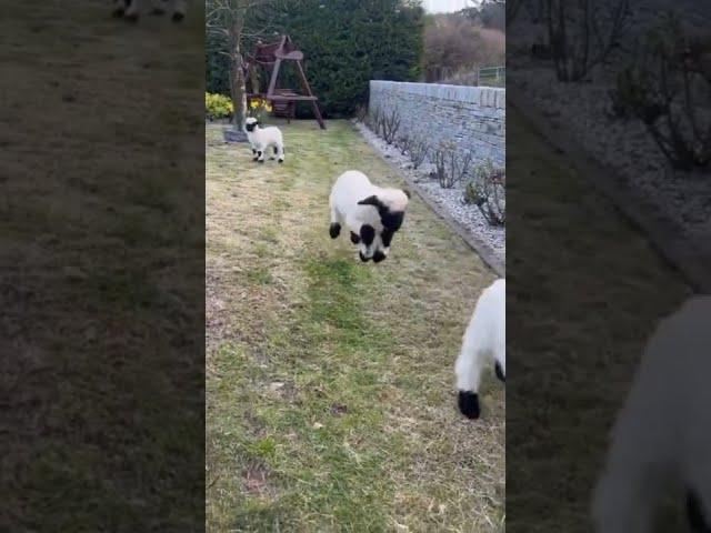 cute lambs playing : Baby Valais Blacknose sheep bouncing -  viral video