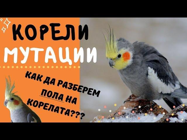 КАК ДА РАЗБЕРЕМ ПОЛА НА КОРЕЛАТА + Мутации