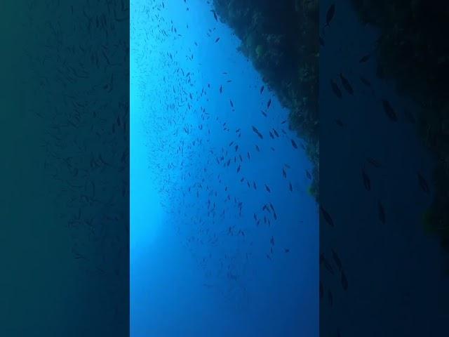 IKAN LAUT MATAHARI #penyelam #shortvideo #video #dive #penyelam #laguteduh #teduh