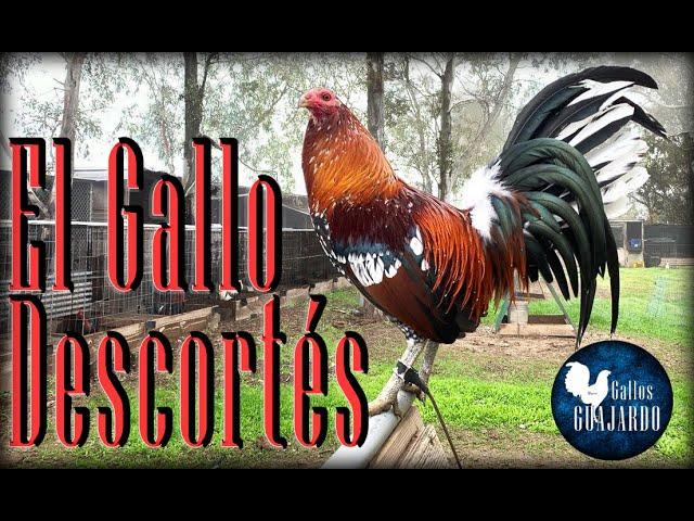 El gallo descortés