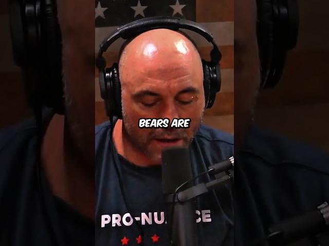 Joe Rogan on Why Bears Are Truly Unique and Incredible Creatures