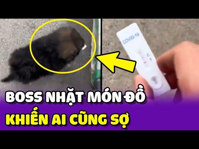 Cùng chủ đi vứt rác, chú chó nhặt phải món đồ khiến ai cũng SỢ  | Yêu Lu Official