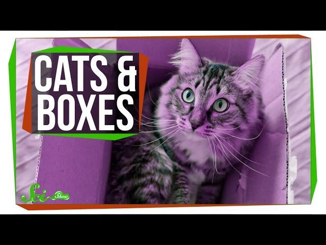 Why Do Cats Love Boxes?