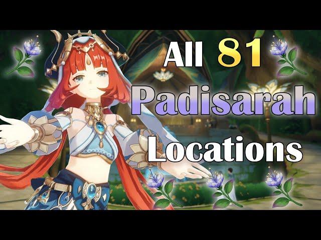 All 81 Padisarah Locations | Nilou Ascension Material | Fast/Efficient Farming Route