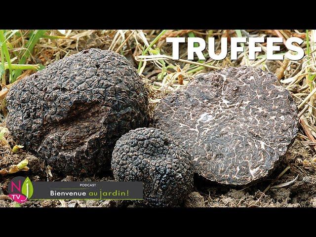 TOUT SAVOIR SUR LA TRUFFE : HISTOIRE, NATURE, CUISINE ET CULTURE DU DIAMANT NOIR DES GASTRONOMES