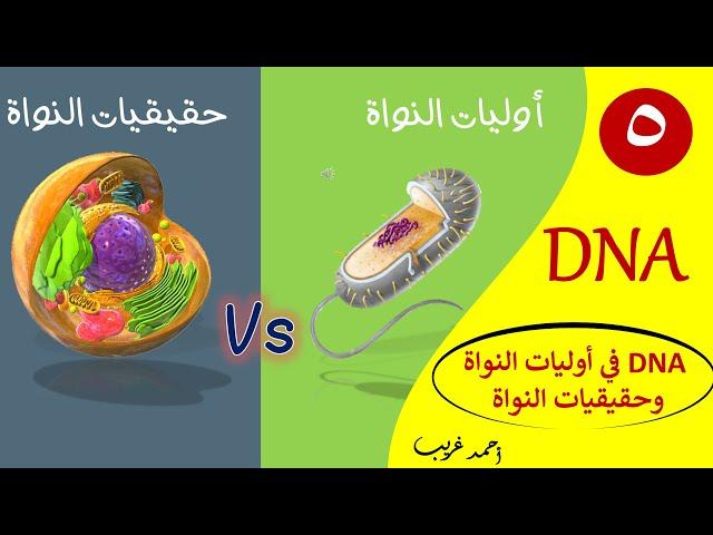 DNA في أوليات النواة وحقيقيات النواة - تكثيف DNA / أحياء الصف الثالث الثانوي / أحمد غريب