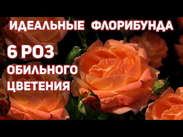 СУПЕР РОЗЫ - ИДЕАЛЬНЫЕ ФЛОРИБУНДА – БЕСТСЕЛЛЕРЫ ДЛЯ ВАШЕГО САДА!