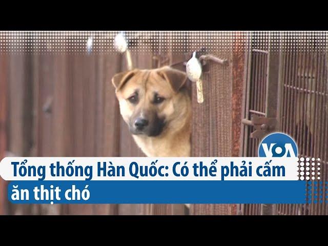 Tổng thống Hàn Quốc: Có thể cần phải cấm ăn thịt chó | VOA