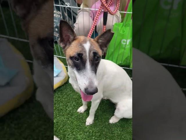 Mixed Breed Dog For Adoption - 1 Year, Lily  from Petaling Jaya, Selangor