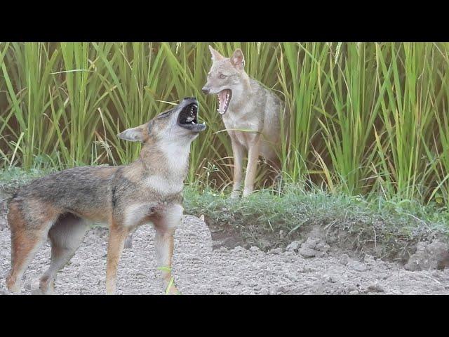 Fox Sound---Golden Jackal Sound II Jackal Howling Sound