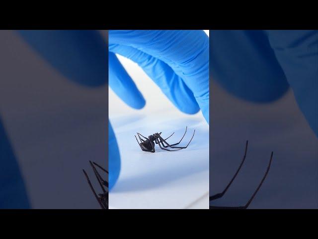 How Black Widow Spiders Inject Venom