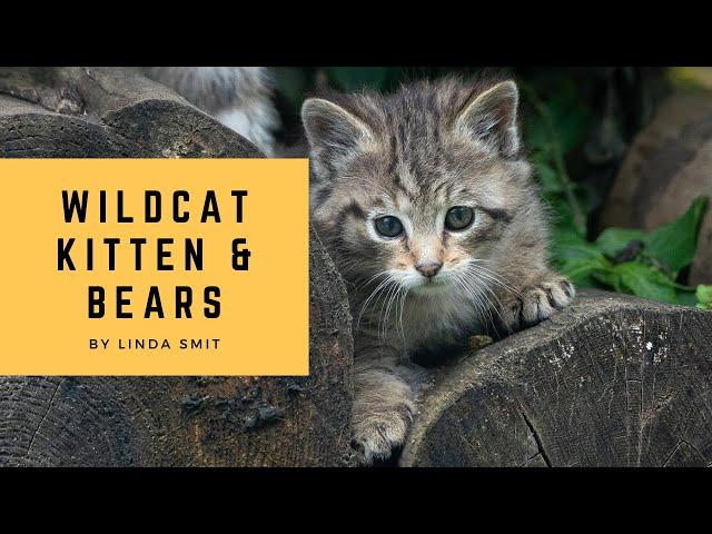 Adorable wild cat kitten & bear photography in Germany with the Sony A9II +  100-400. Bloopers