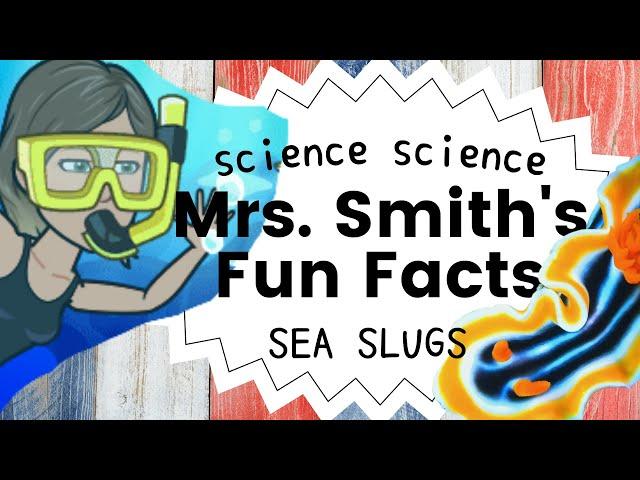 Sea Slugs: Fun Little Science Facts for Kids Life Science