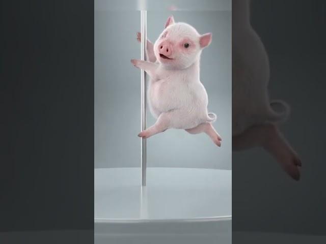 El cerdito bailarín no existe el cerdito bailarín 