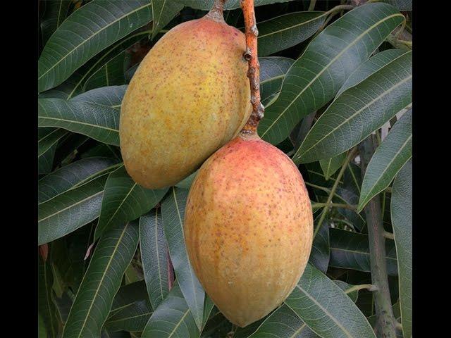 Growing Mango ‘Pickering’ in Containers - How to Grow Mangos