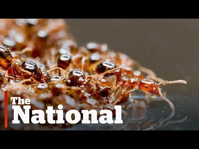 Fire ants form floating rafts to escape Texas floods