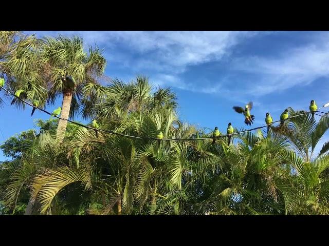 Nanday Parakeet | Aratinga Nenday