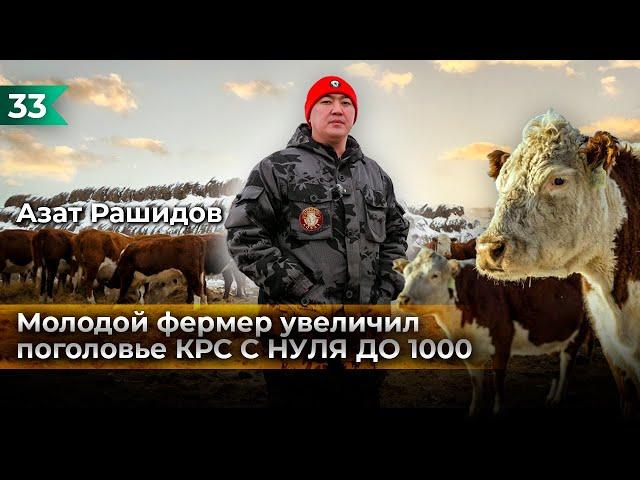 Как с нуля дойти до 1000 голов КРС?