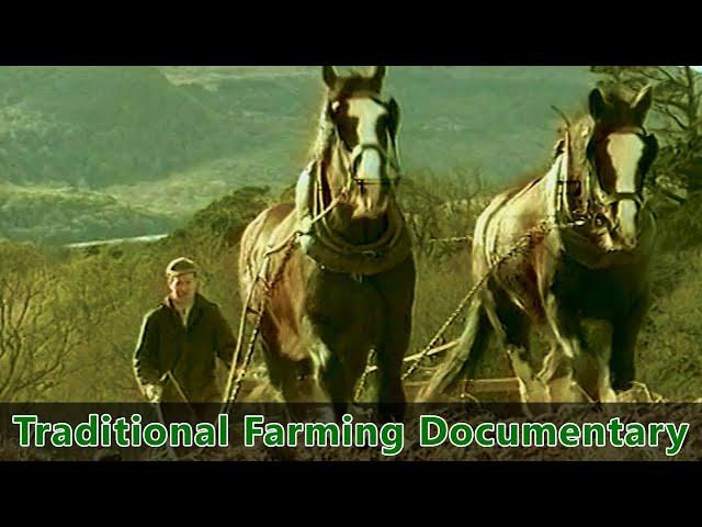 Traditional Farming Documentary -- Farm life in Ireland during the 1930s - "Preserving the Past"