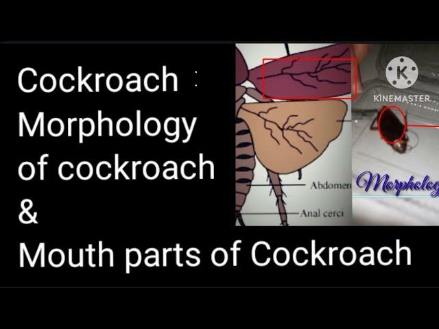 Zoology : Morphology of Cockroach #chockroachMorphology #morphology