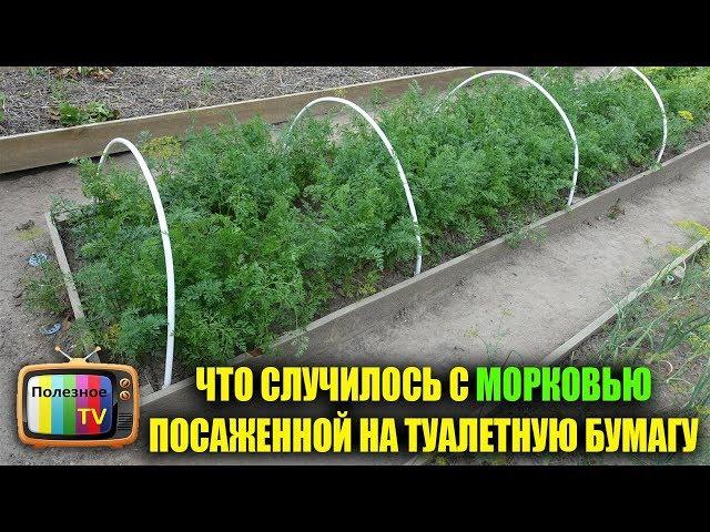 ЧТО СЛУЧИЛОСЬ С МОЕЙ МОРКОВЬЮ ПОСАЖЕННОЙ НА ТУАЛЕТНУЮ БУМАГУ