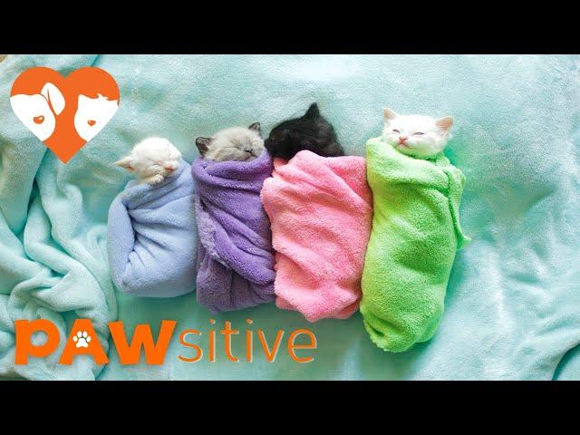 Siamese Kittens are Swaddled Purritos | PAWsitive 