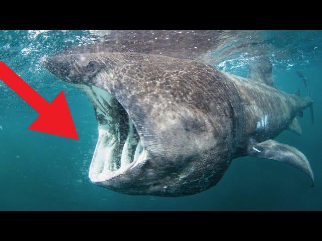 Weirdest Sharks That Lurk Below