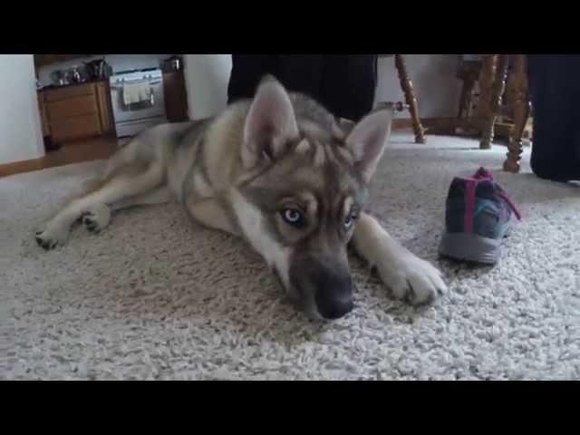 gerberian shepsky - german shepherd siberian husky mix