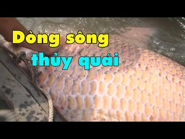 Săn cá hô sông Mekong: Vàm Nao dòng sông thủy quái