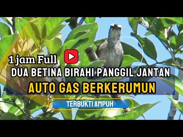 Suara Pikat trucukan betina memanggil jantan paling ampuh mendatangkan trucukan