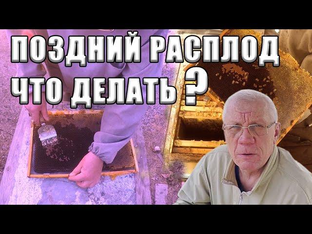 Пчеловод должен знать Поздний расплод и что мы делаем