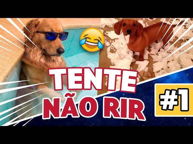  CACHORROS ENGRAÇADOS  – MELHORES VÍDEOS DE 2021