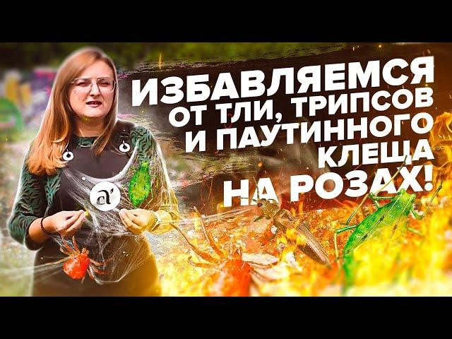 ТЛЯ, ТРИПСЫ, ПАУТИННЫЙ КЛЕЩ. ЛЕЧИМ РОЗЫ ОТ ВРЕДИТЕЛЕЙ ПРАВИЛЬНО!