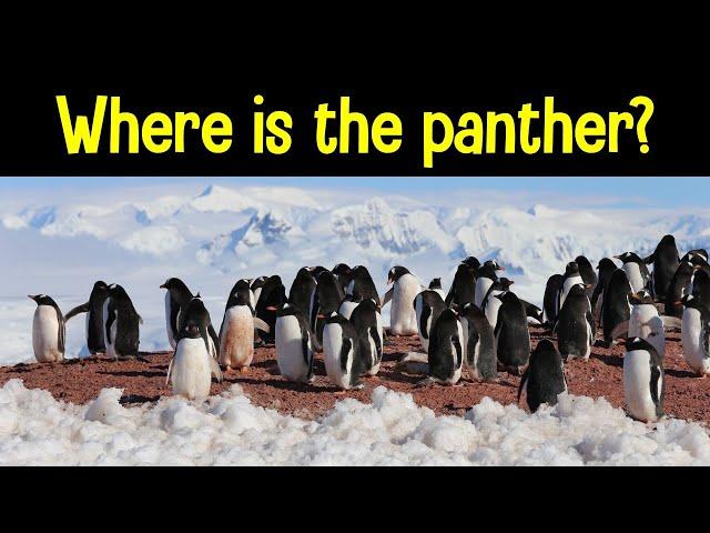 Find the Animal Game | Can you find the hidden animals?