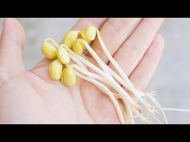 How to grow Soybean Sprouts at home