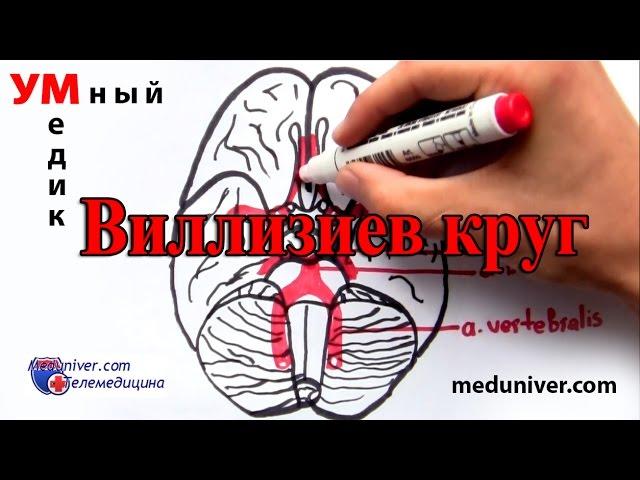 Виллизиев круг - анатомия, сосуды - meduniver.com