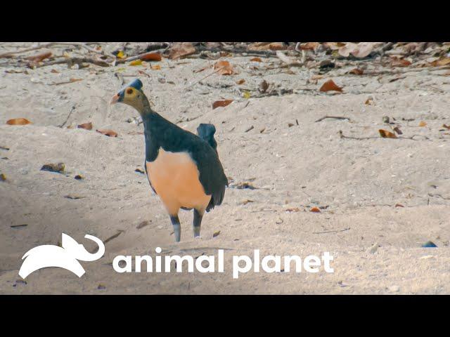 Incrível arte da ave maleo para fazer ninhos na praia | Lei da Sobrevivência | Animal Planet Brasil