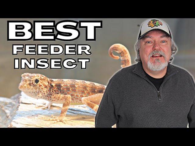 Best Feeder Insect - For Geckos, Tarantulas, Dart Frogs, Mantis