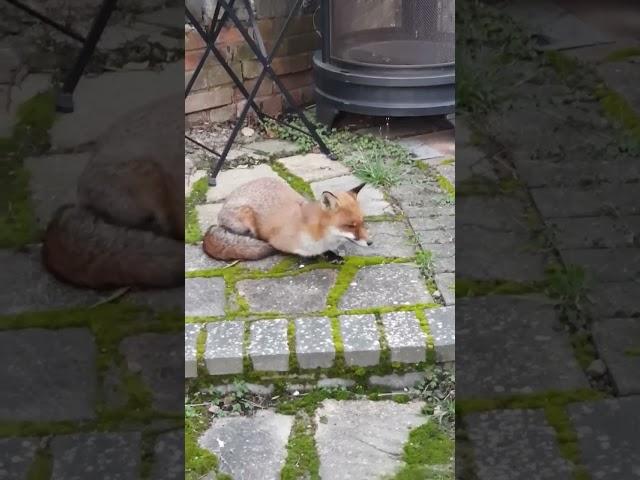 FRIENDLY WILD URBAN FOX FELL ASLEEP IN MY BACKYARD JOHN WICK